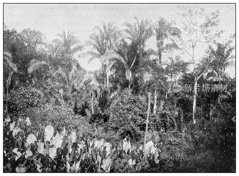 古董黑白照片:科罗佐棕榈，古巴