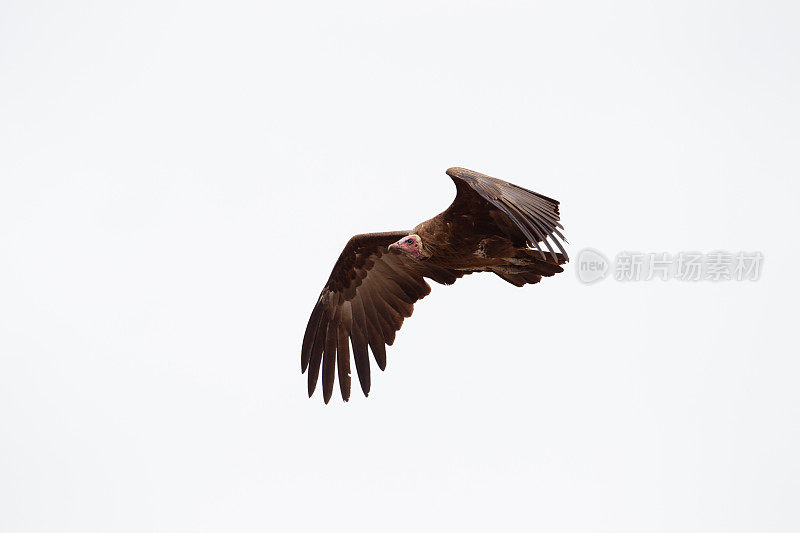 一只展翅飞翔的秃鹫