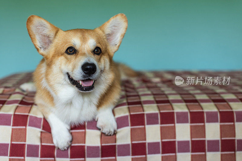 可爱顽皮的威尔士柯基犬