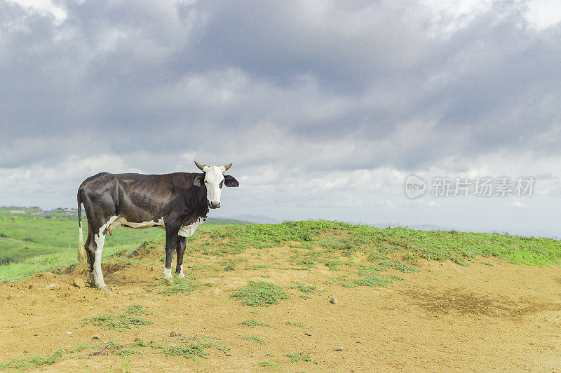 一头牛在新鲜的田野里吃草，一头小牛在有空地的青山上吃草
