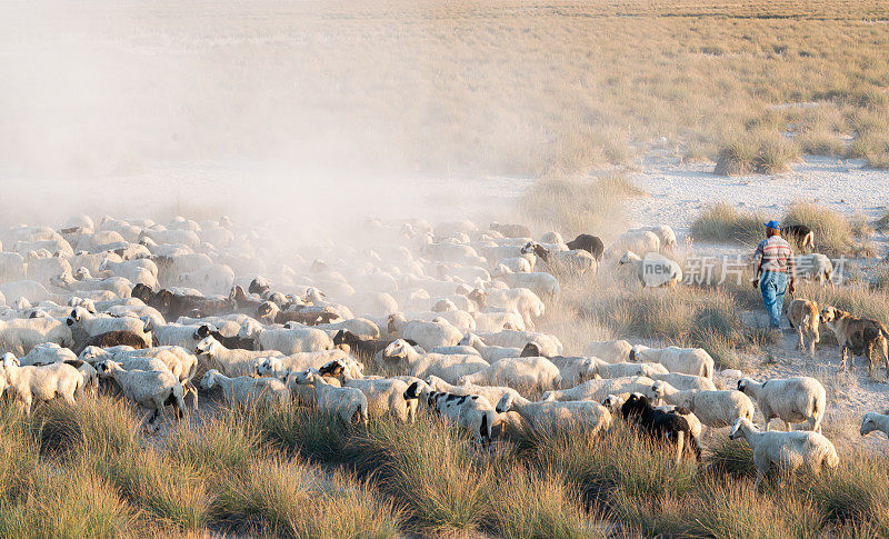 牧羊人和他的羊正在回到干旱地区的家