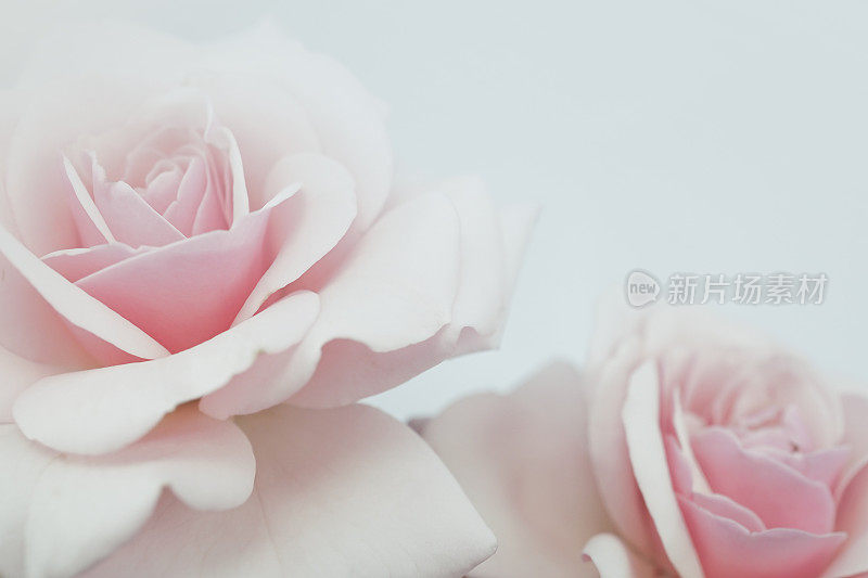 甜美的颜色玫瑰在柔和的颜色为植物背景
