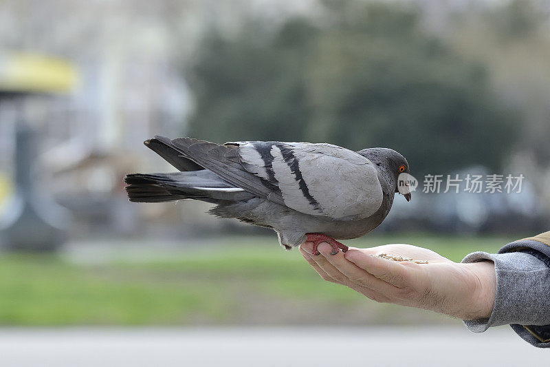 一只鸽子在公园外面吃人的手