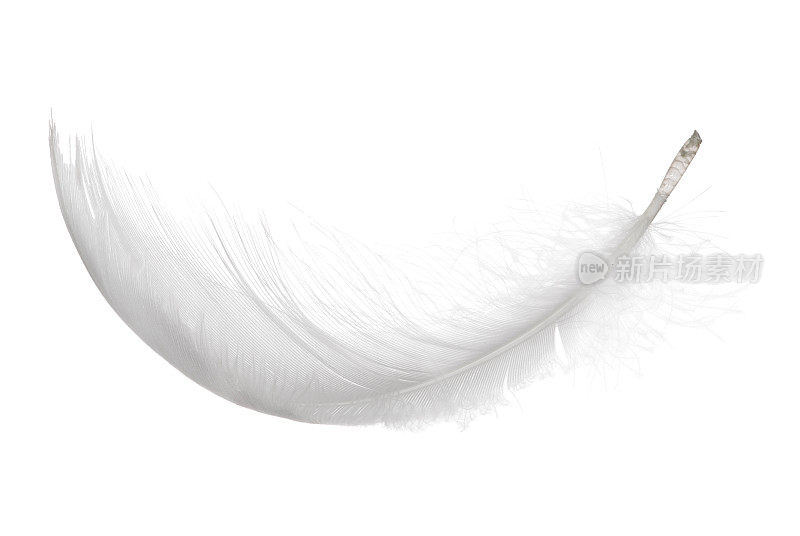 毛茸茸的白色孤立卷曲羽毛