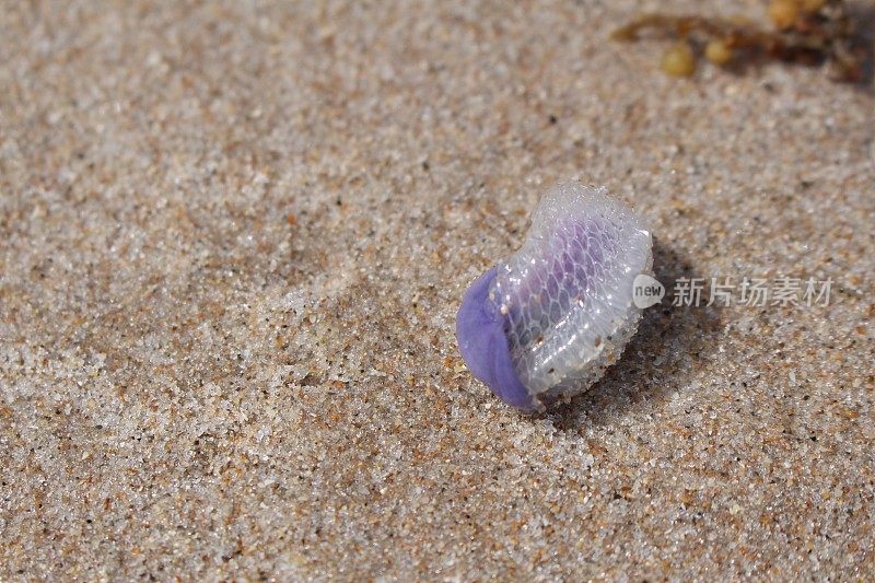 紫海蜗牛
