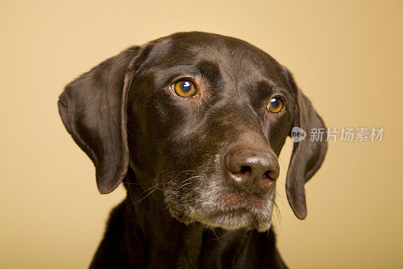 德国短毛指示犬