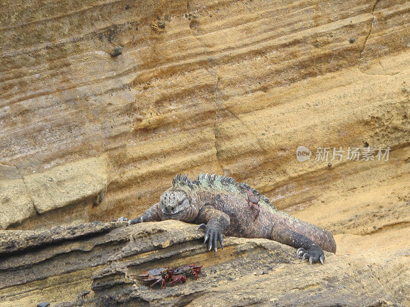 海鬣蜥在岩架上