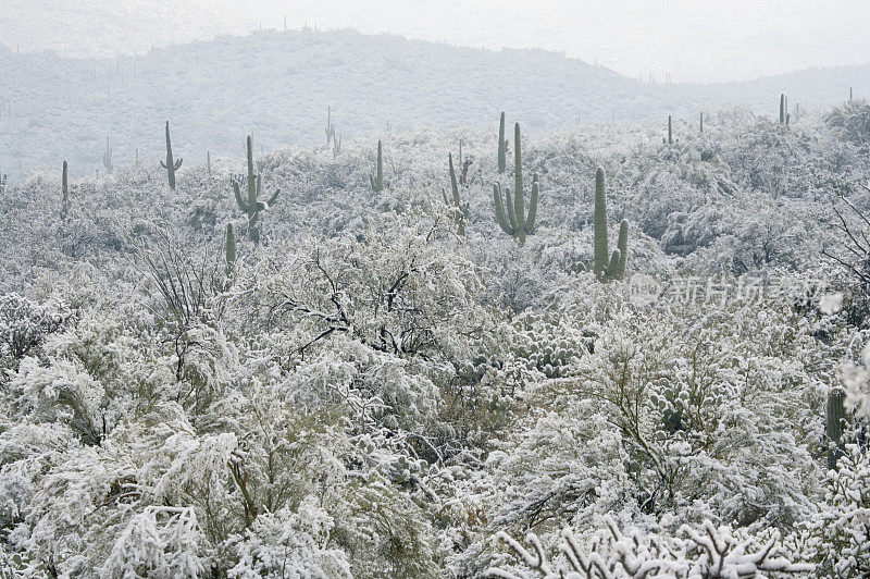 沙漠和雪地里的仙人掌