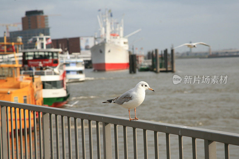 海鸥在汉堡。德国。欧洲