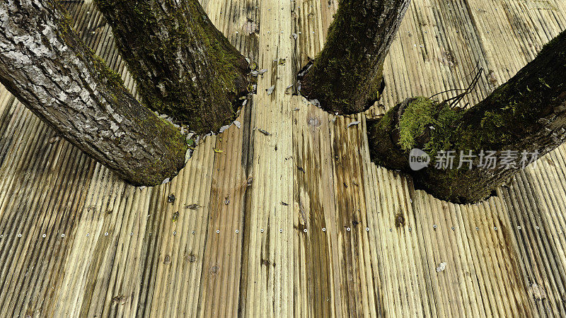 四棵树穿过木栈道——九寨沟国家公园