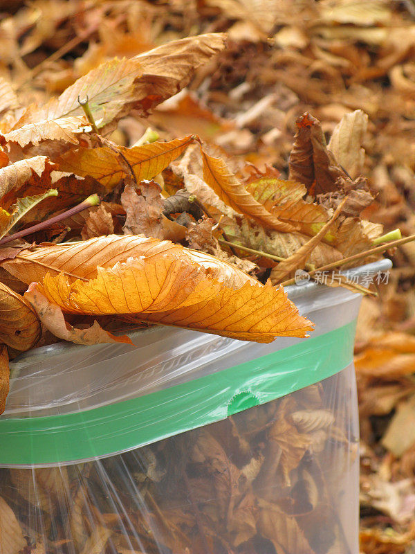 树叶收集并装袋回收利用。