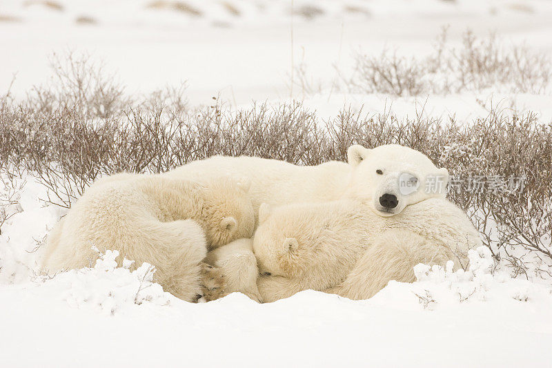 北极熊休息。