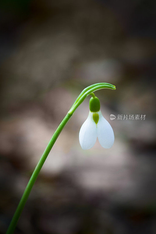 宏雪花莲