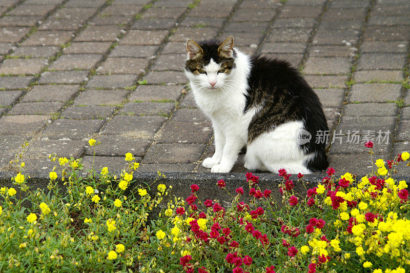 猫看了看花坛