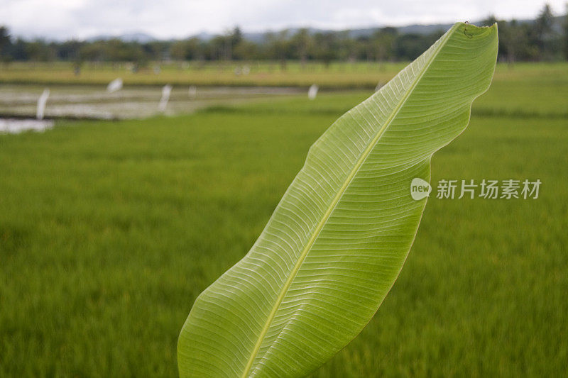 香蕉植物叶子上