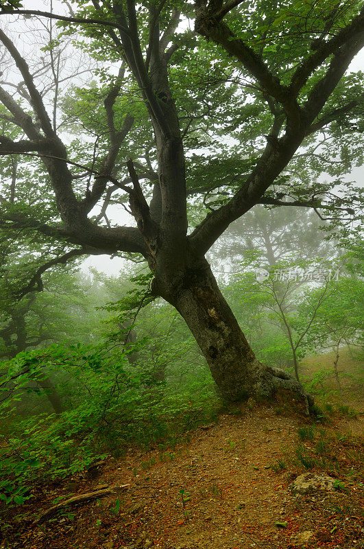 老山毛榉树在雾深的森林