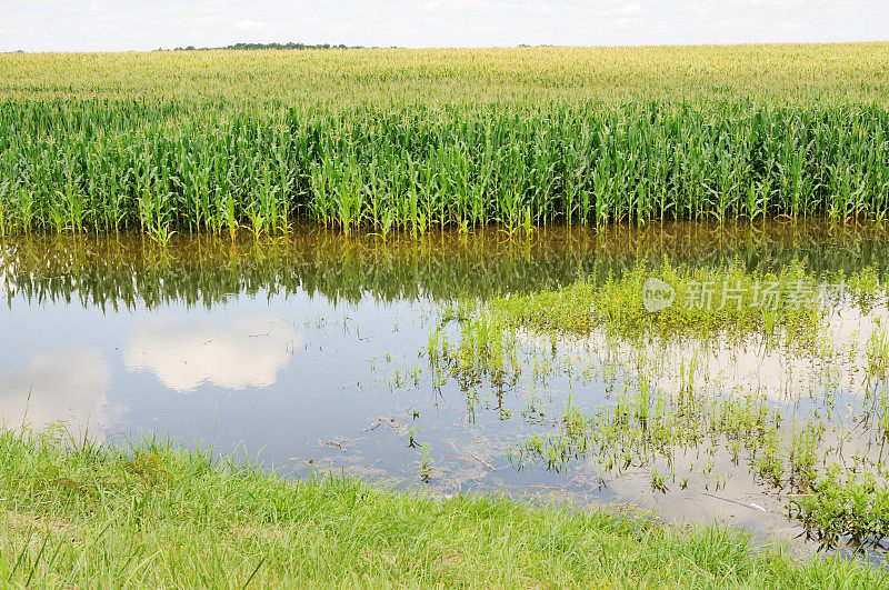 夏天淹没了印第安纳州农场的玉米田