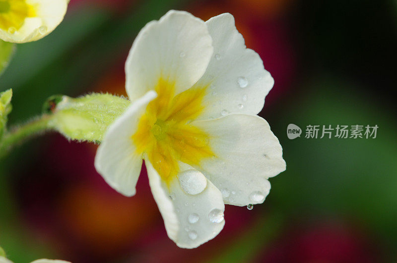 黄色报春花(温带花)上的雨滴