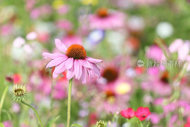 盛开的紫色松果花紫锥菊