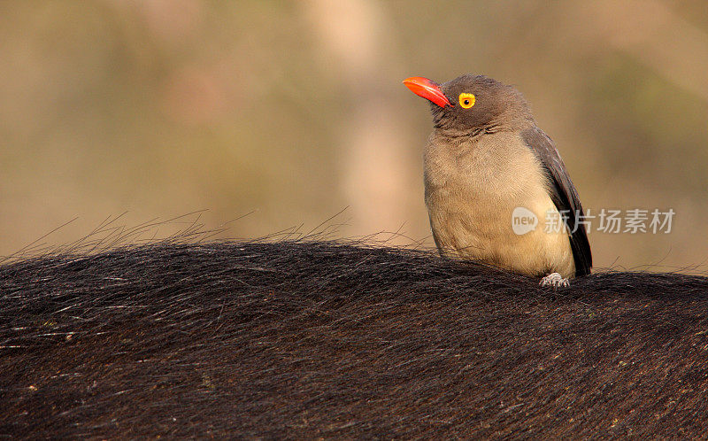 红嘴oxpecker