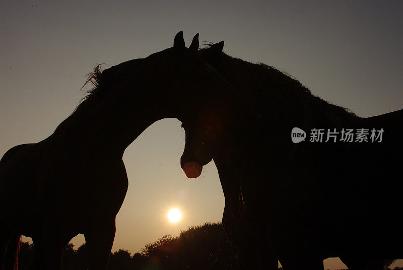 马在日落时分