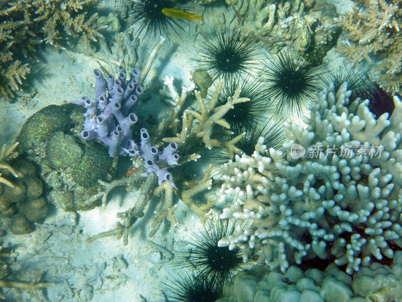 珊瑚和海胆:马达加斯加的Tanikely岛