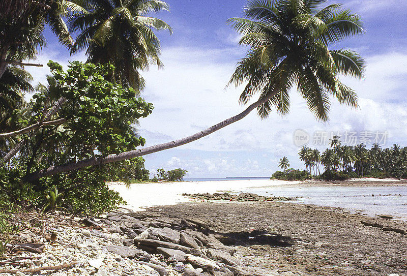 珊瑚礁裸露的椰子树环礁海滩马绍尔群岛