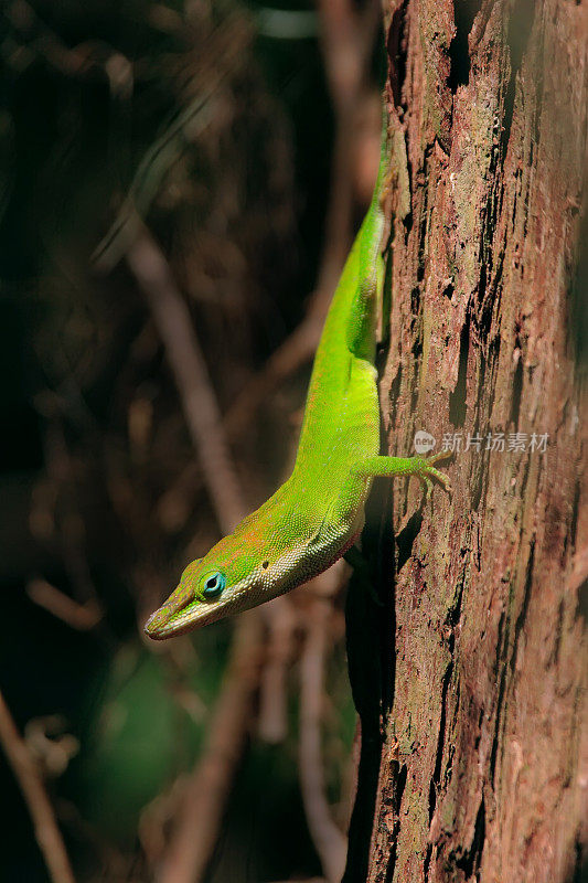 漂亮的绿色蜥蜴在树干上