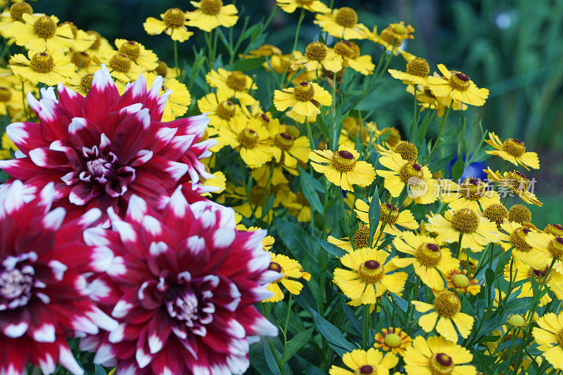 大丽花和helenium