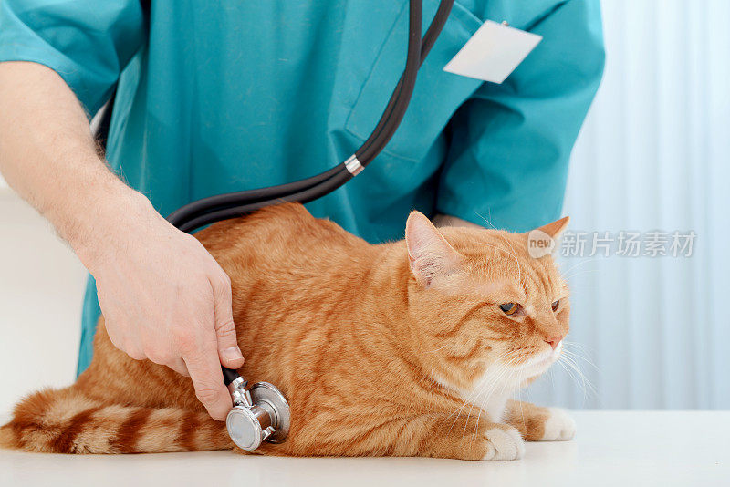 兽医检查美丽的成年猫