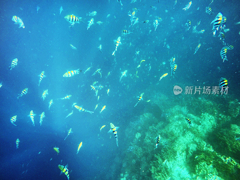 珊瑚礁中的一群热带鱼，有光线