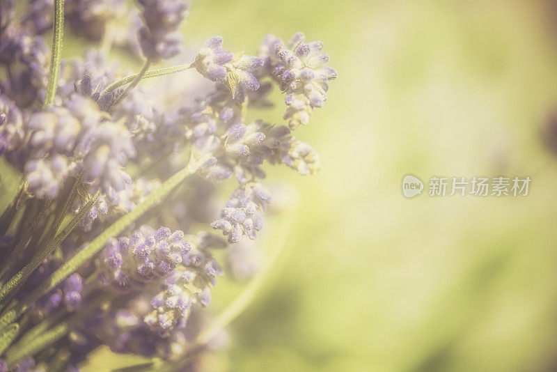 野生植物薰衣草