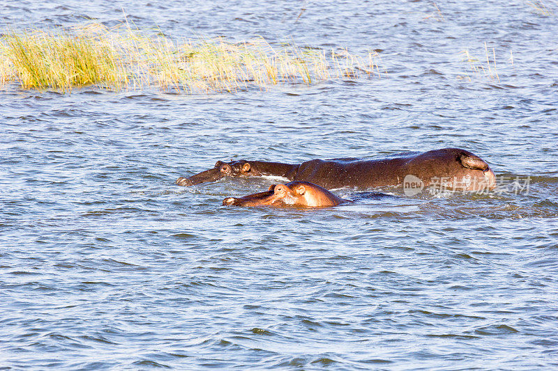 南非iSimangaliso湿地公园的河马