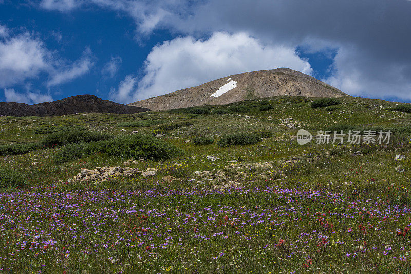 落基山高寒草甸