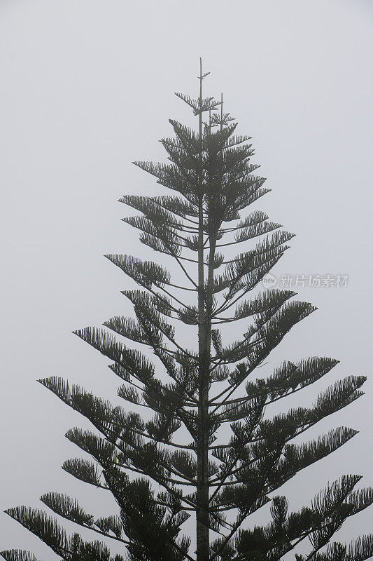诺福克岛松树南洋杉在雾中剪影