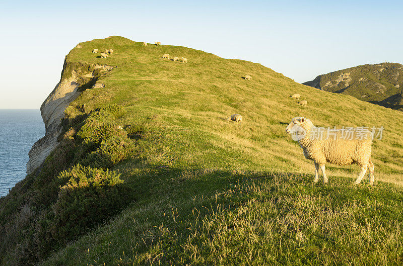 新西兰绵羊，法韦尔角