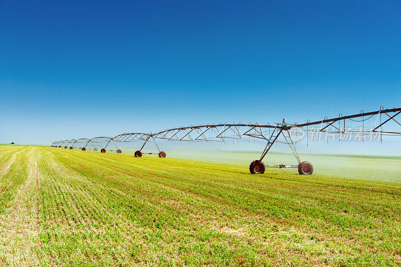 灌溉系统在夏季收获前灌溉小麦和作物