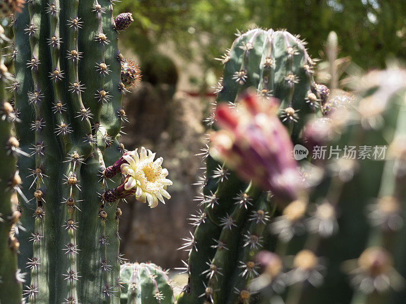 仙人掌花