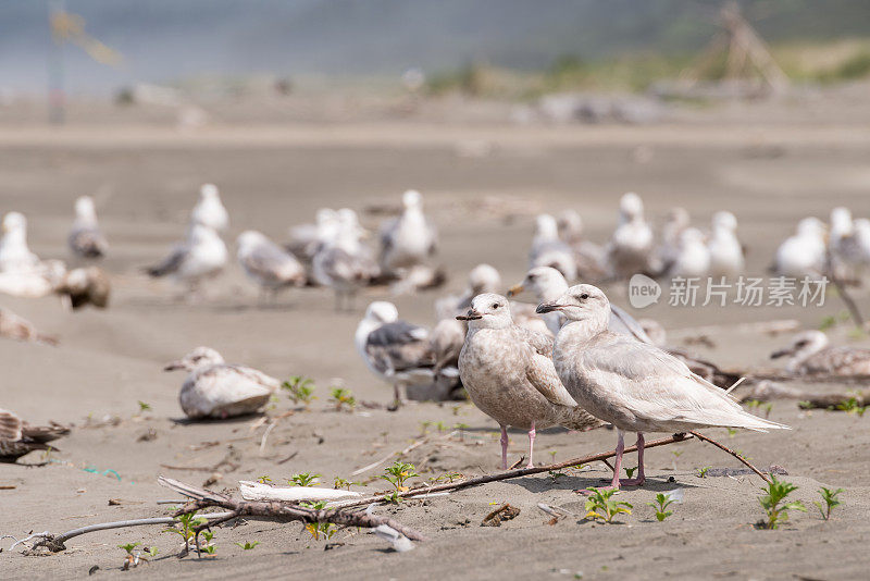 西方的海鸥