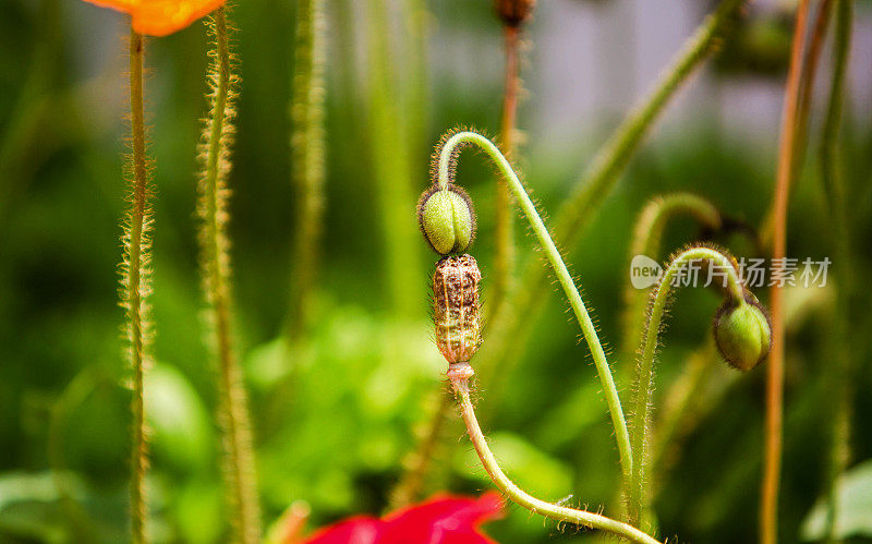 花蕾和花