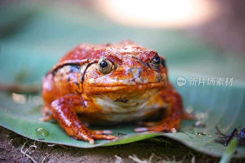 马达加斯加:曼塔迪亚国家公园的番茄蛙