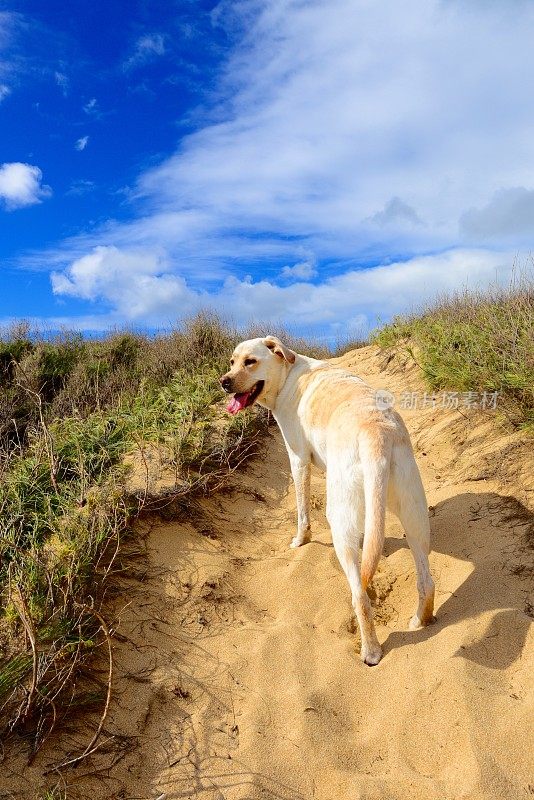 拉布拉多寻回犬