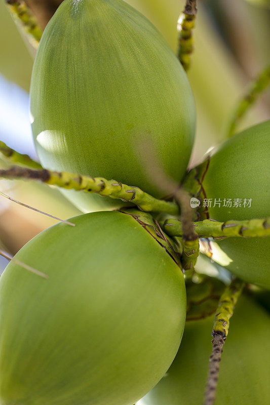 在巴拿马波尼塔地区的一棵芒果树上看到的芒果在树枝上的特写。