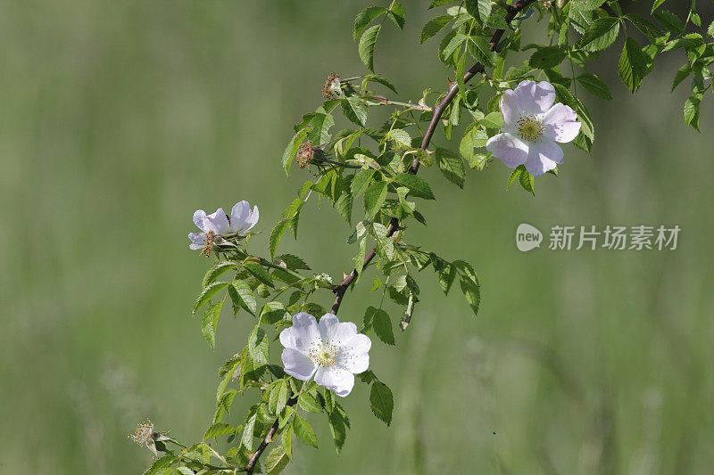 美丽的野玫瑰近距离arvensis