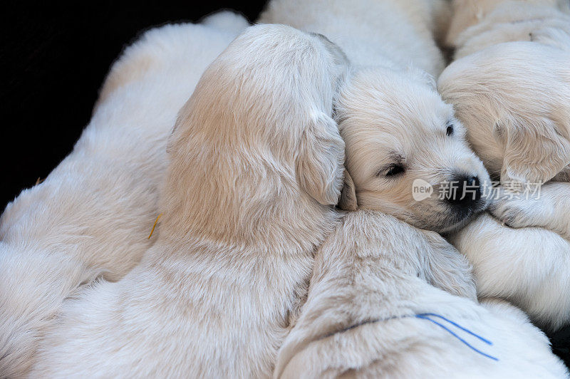 一对金毛猎犬幼犬