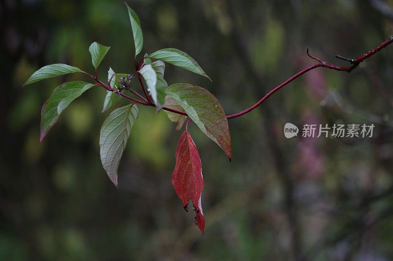 红色和绿色的叶子，秋天在不列颠哥伦比亚省，加拿大