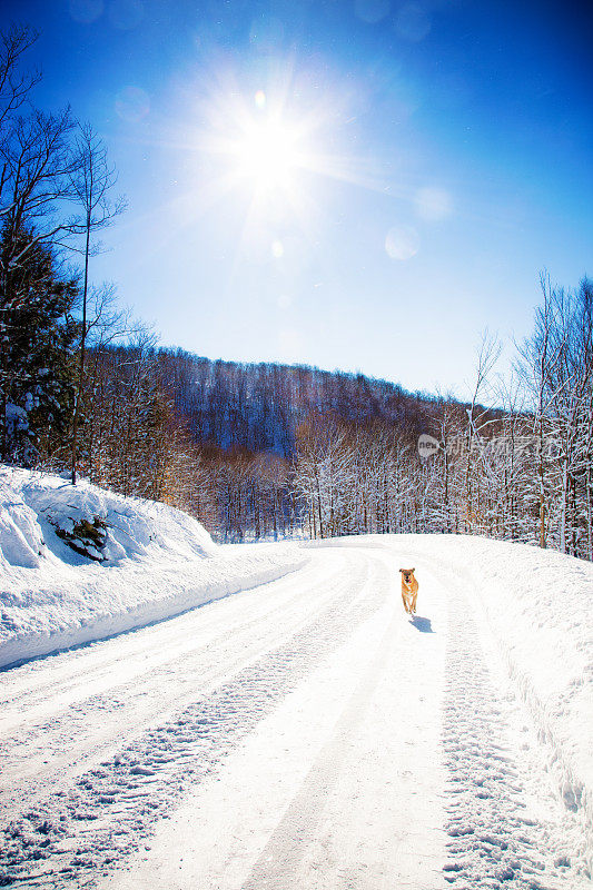 狗跑上那座小山在下雪的冬季乡村道路上