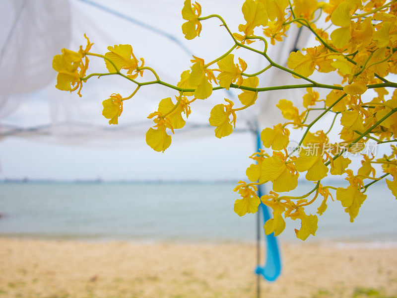 热带海滩上的黄兰花