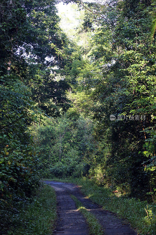 印度尼西亚:坎巴斯雨林国家公园