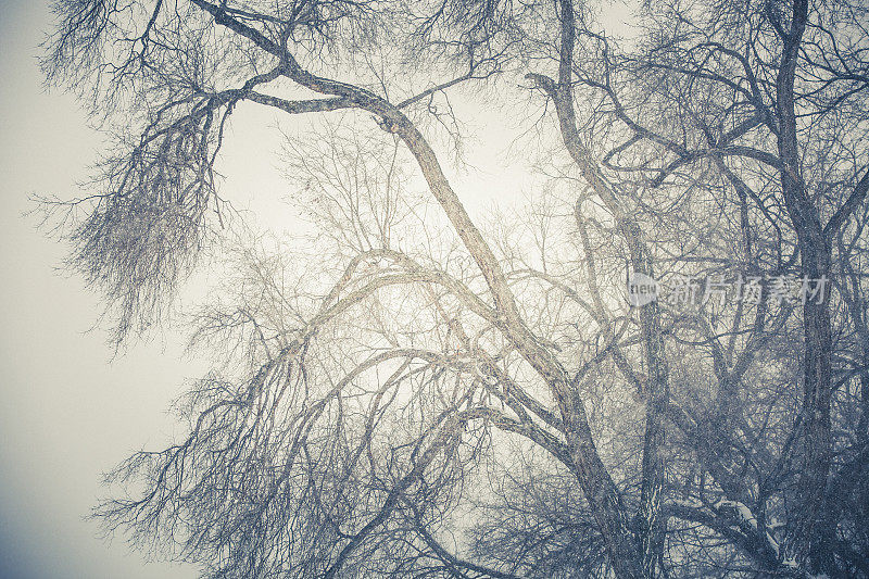 自然背景冬天的树枝在下雪的天气